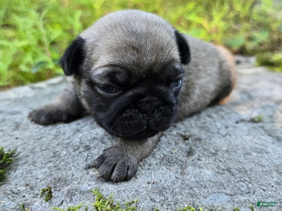 Pug dogs for sale: Daisy - Ad 2