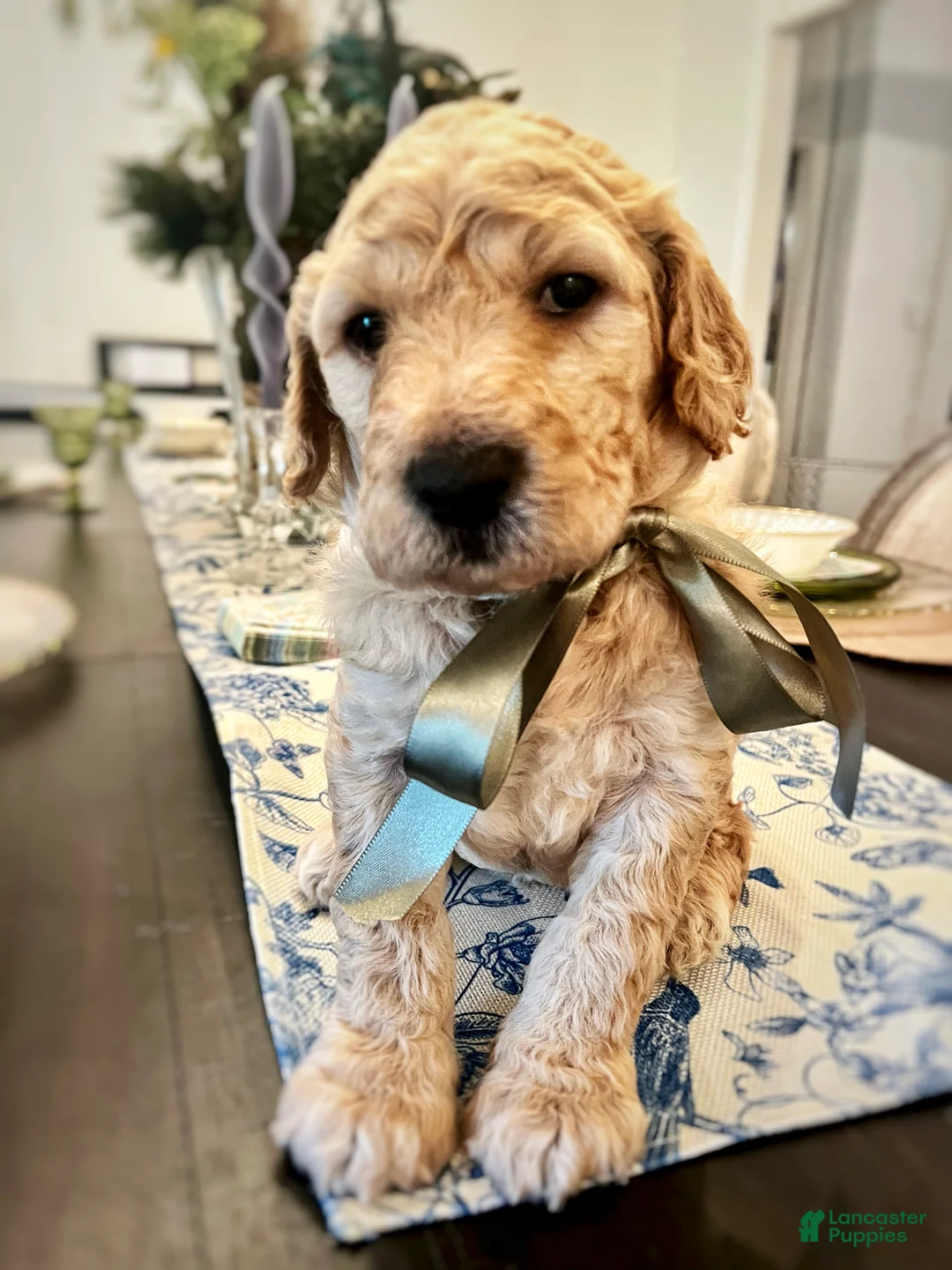 Goldendoodle dogs for sale: Goldendoodle Sprout- Green - Ad 1