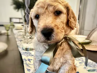 Goldendoodle dogs for sale: Goldendoodle Sprout- Green - Ad 2