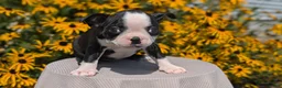 Boston Terrier dogs for sale: Trixie - Ad 3