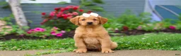 Golden Retriever dogs for sale: Beauty - Ad 2