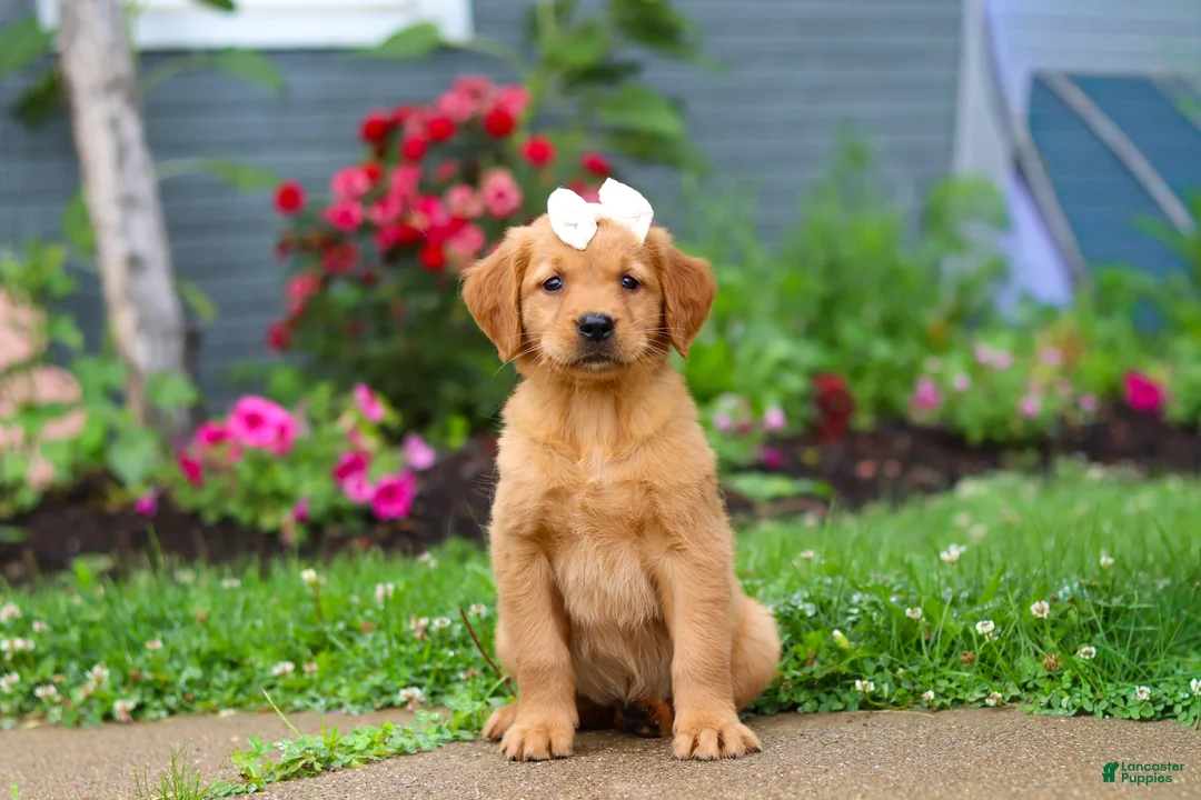 Golden Retriever dogs for sale: Beauty - Ad 2