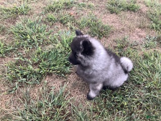 Keeshond dogs - Ad 11