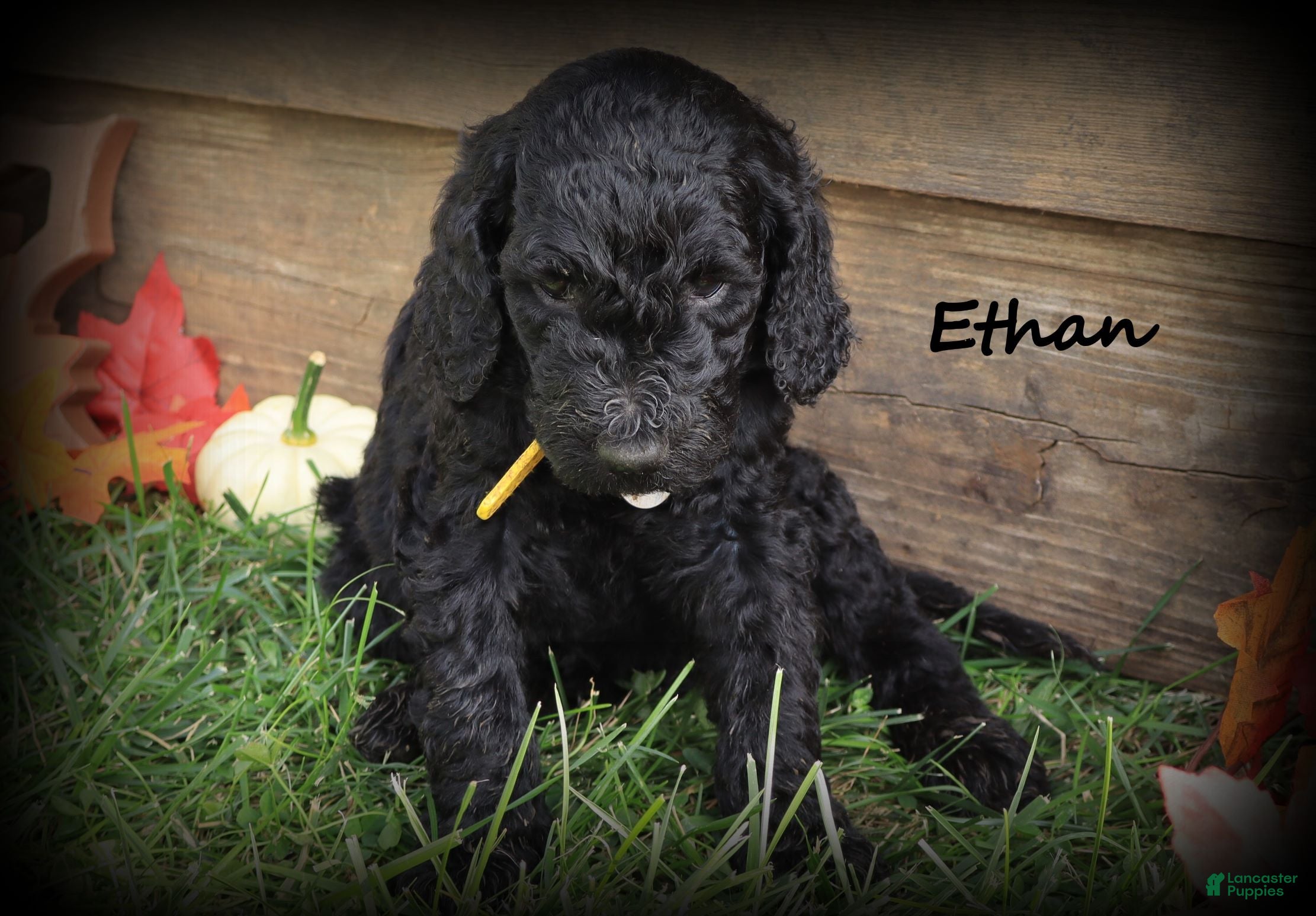 Standard Poodle dogs Ethan - Ad 1