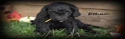 Standard Poodle dogs for sale: Ethan - Ad 1