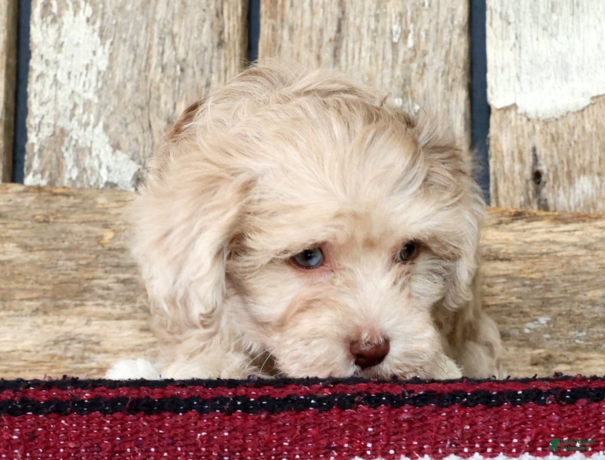 Havapoo dogs Molly - Ad 2