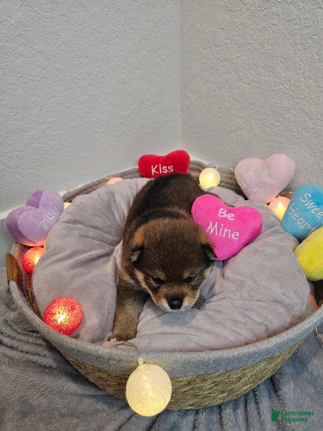 Shiba Inu dogs for sale: Aki - Ad 7