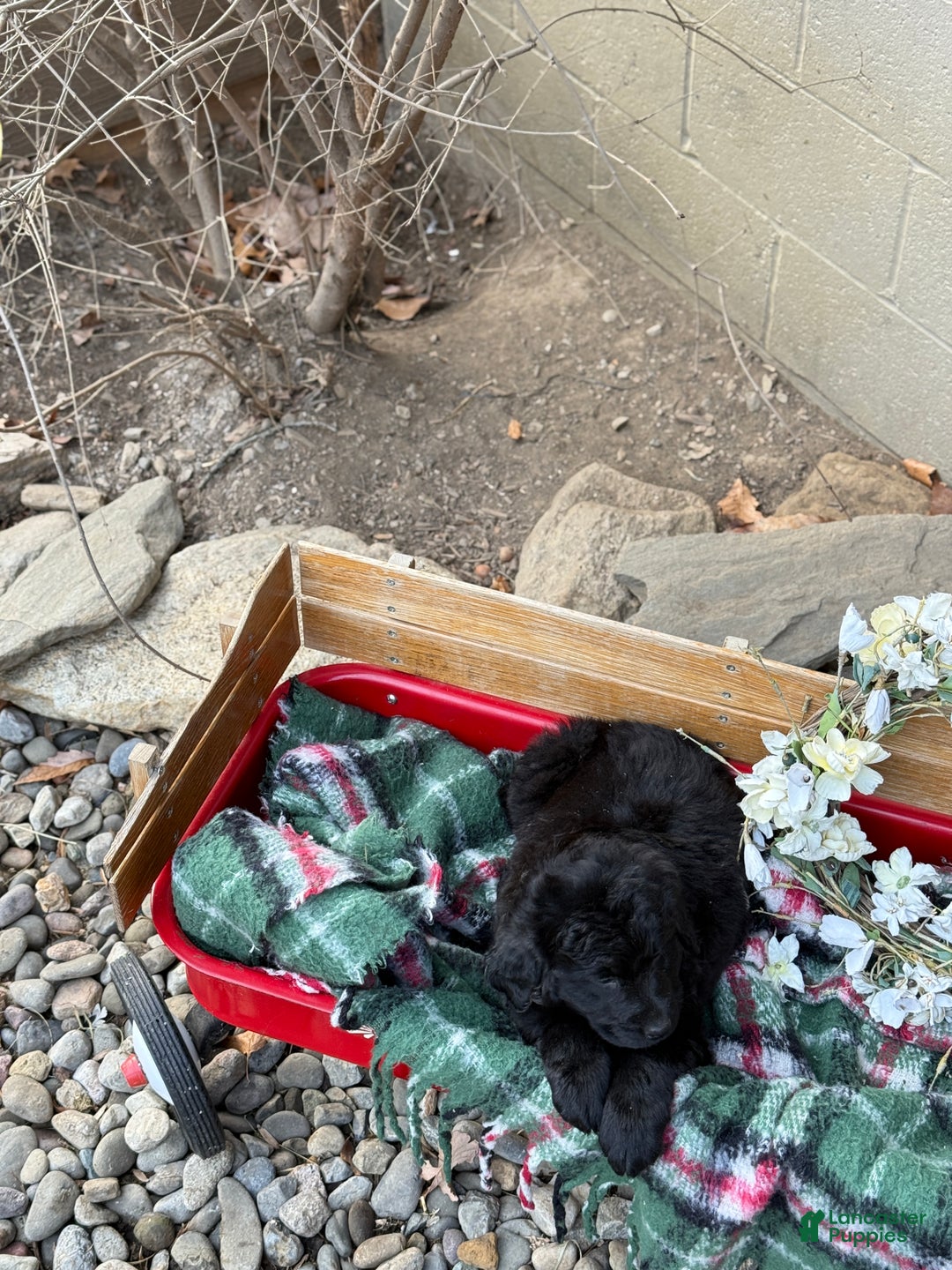 Mixed Breed dogs for sale: Rumi - Ad 9