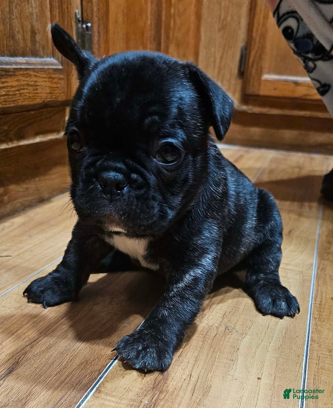 French Bulldog dogs for sale: Bear - Ad 3