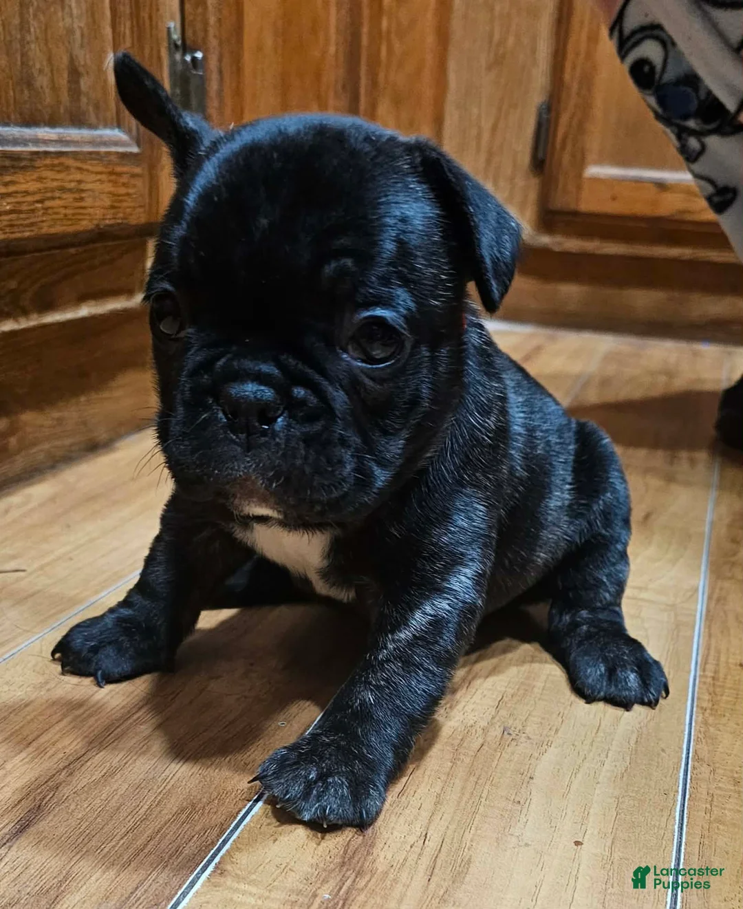 French Bulldog dogs for sale: Bear - Ad 1