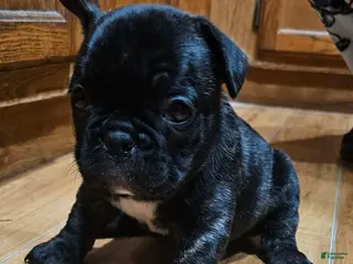 French Bulldog dogs Bear - Ad 19