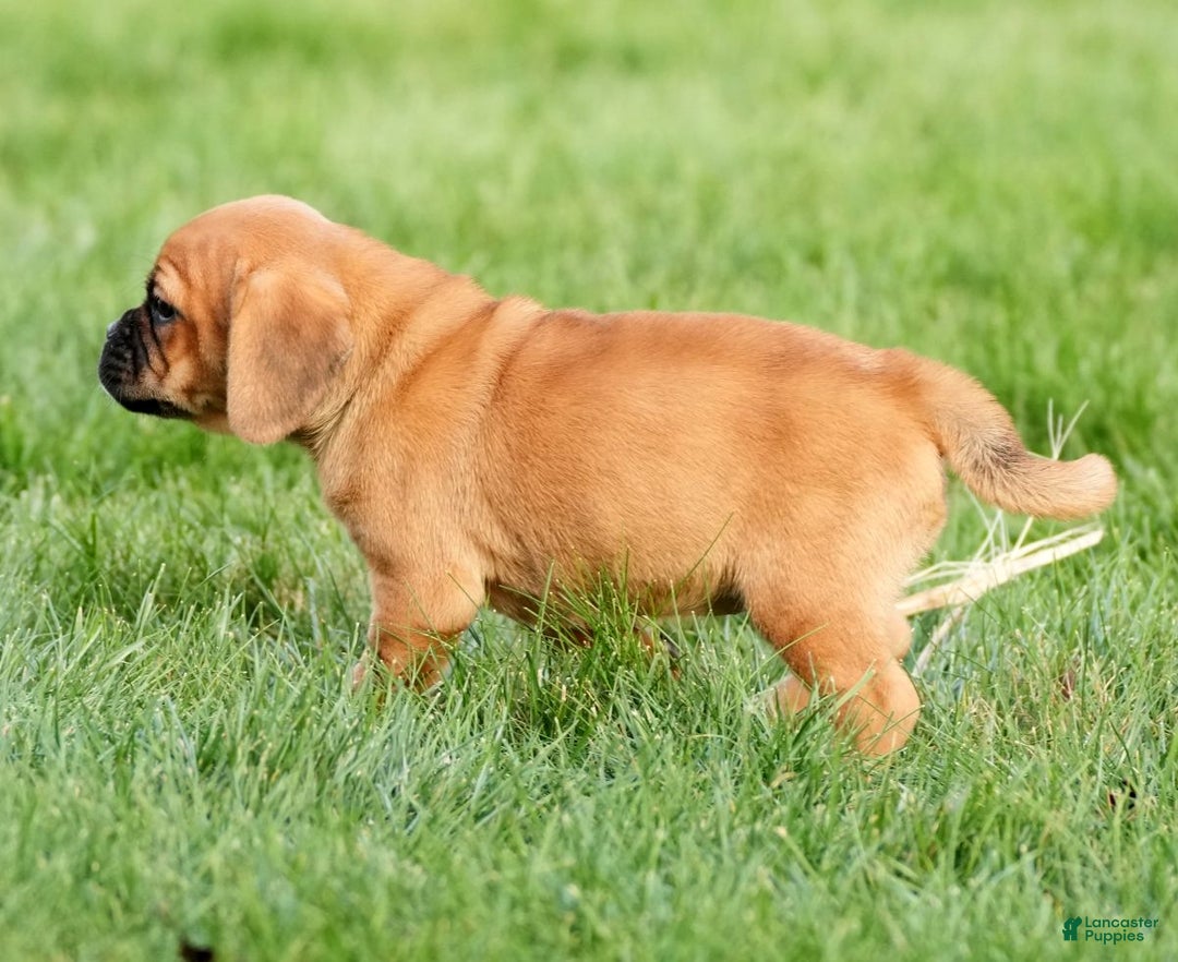 Puggle dogs for sale: Chloe - Ad 6