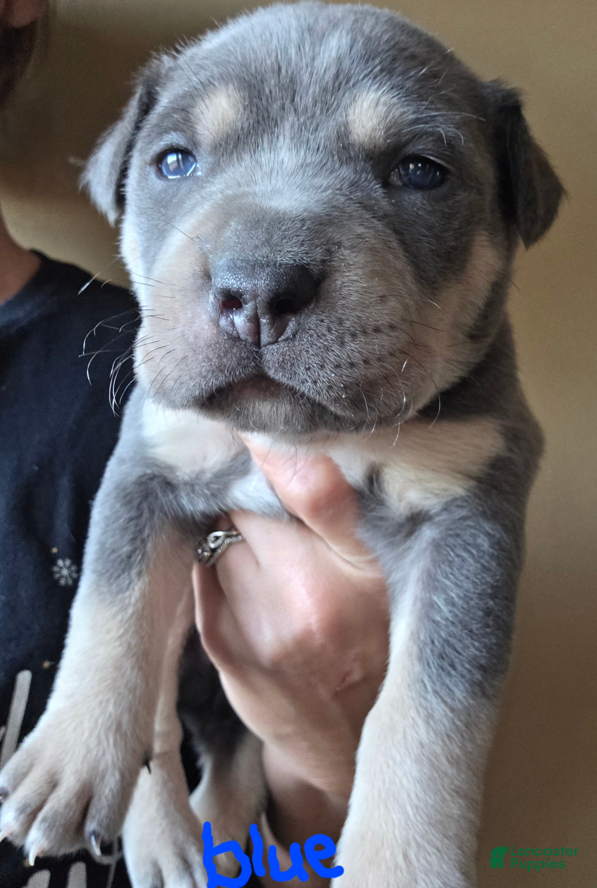 Mixed Breed dogs Chronos - Ad 40