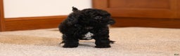 Miniature Poodle dogs for sale: Coal - Ad 2