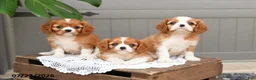 Cavalier King Charles Spaniel dogs for sale: Bailey - Ad 5