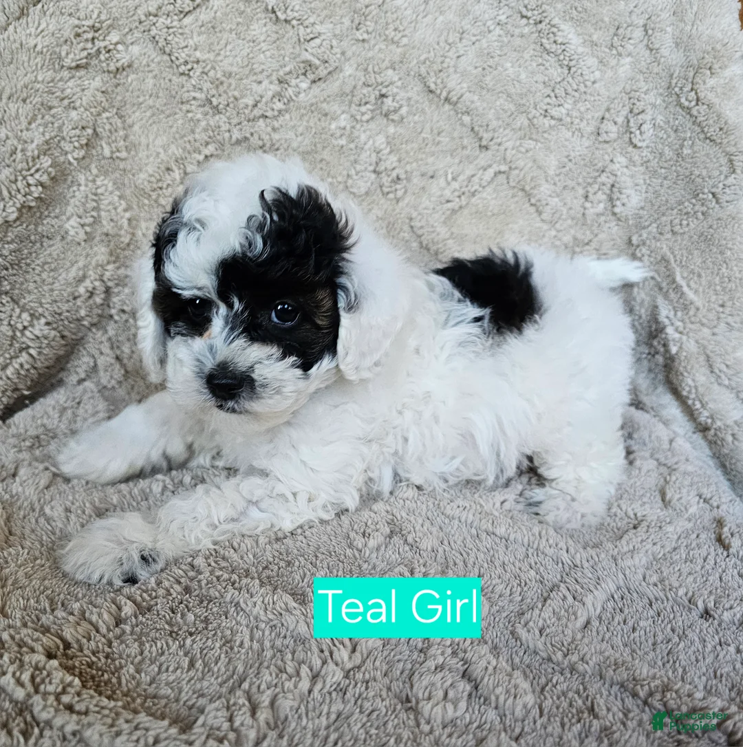 Cavapoo dogs for sale: Cavapoo - Teal girl - Ad 1