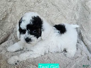 Cavapoo dogs for sale: Cavapoo - Teal girl - Ad 2