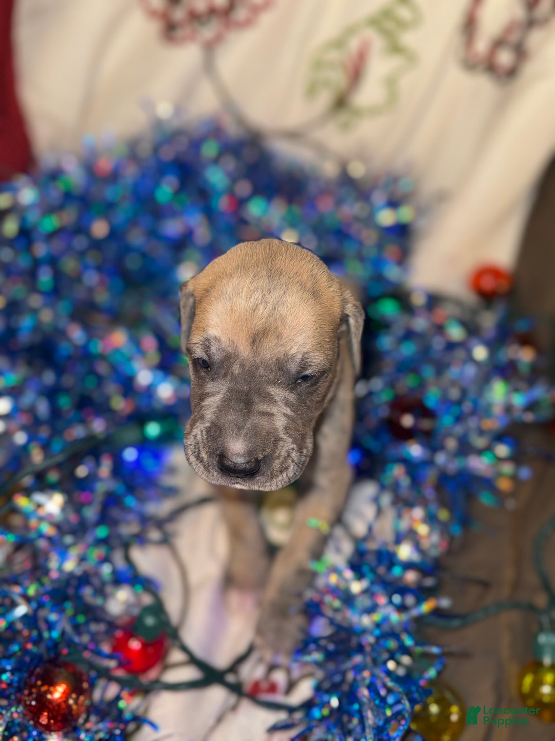 Great Dane dogs for sale: Oscar - Ad 9