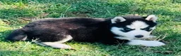 Siberian Husky dogs for sale: Sierra - Ad 7