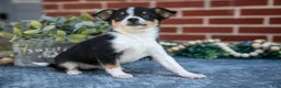 Chihuahua dogs for sale: Pansy - Ad 2