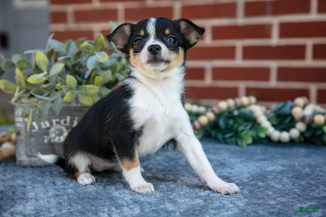 Chihuahua dogs for sale: Pansy - Ad 2