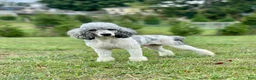 Bernedoodle dogs for sale: Dolly - Ad 9