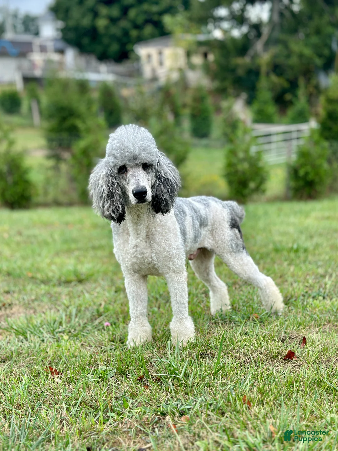Bernedoodle dogs for sale: Dolly - Ad 9