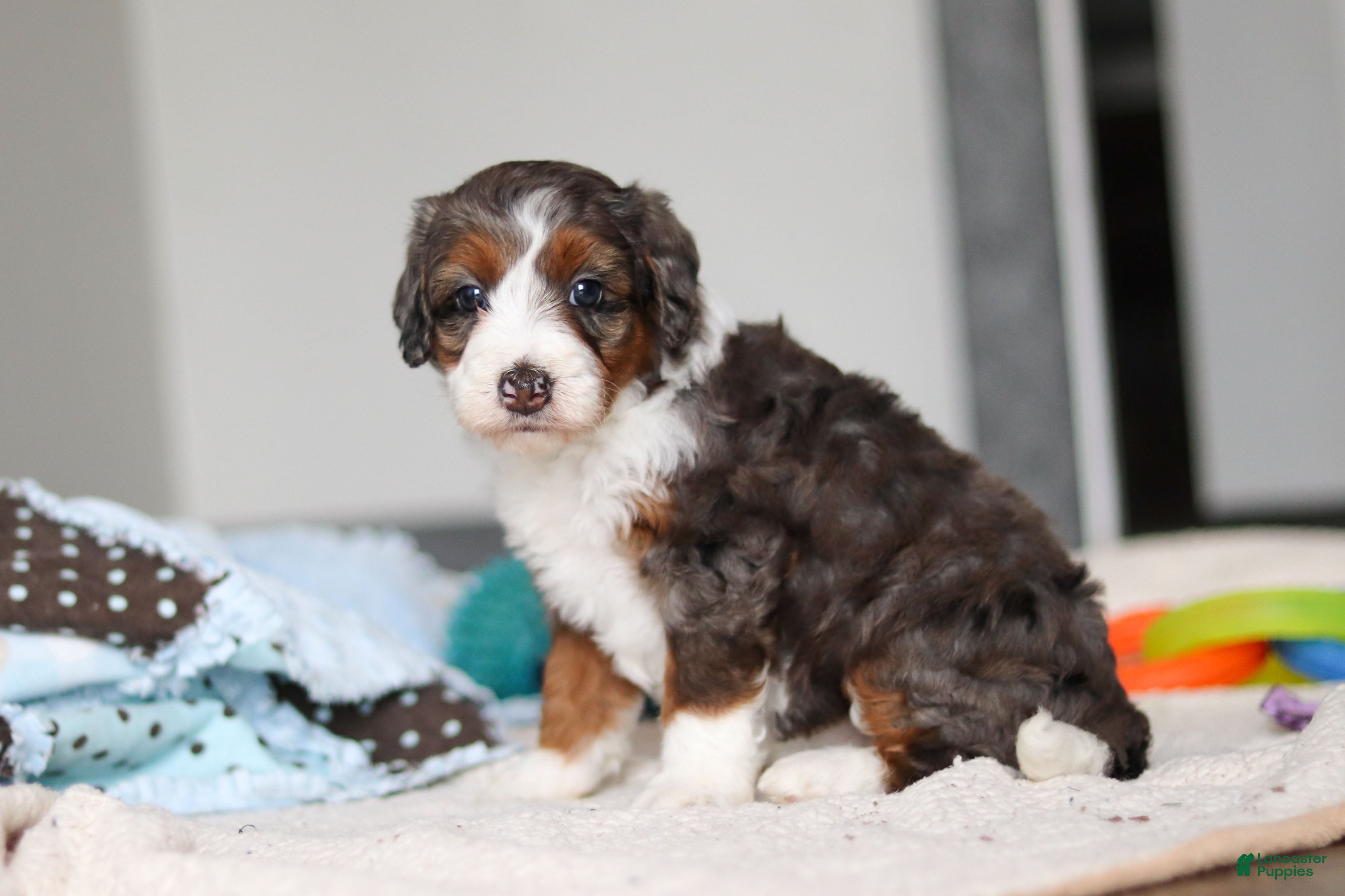 Mini Bernedoodle dogs Danica - Ad 2