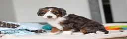 Mini Bernedoodle dogs for sale: Danica - Ad 2