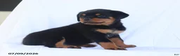 Rottweiler dogs for sale: Connie - Ad 5
