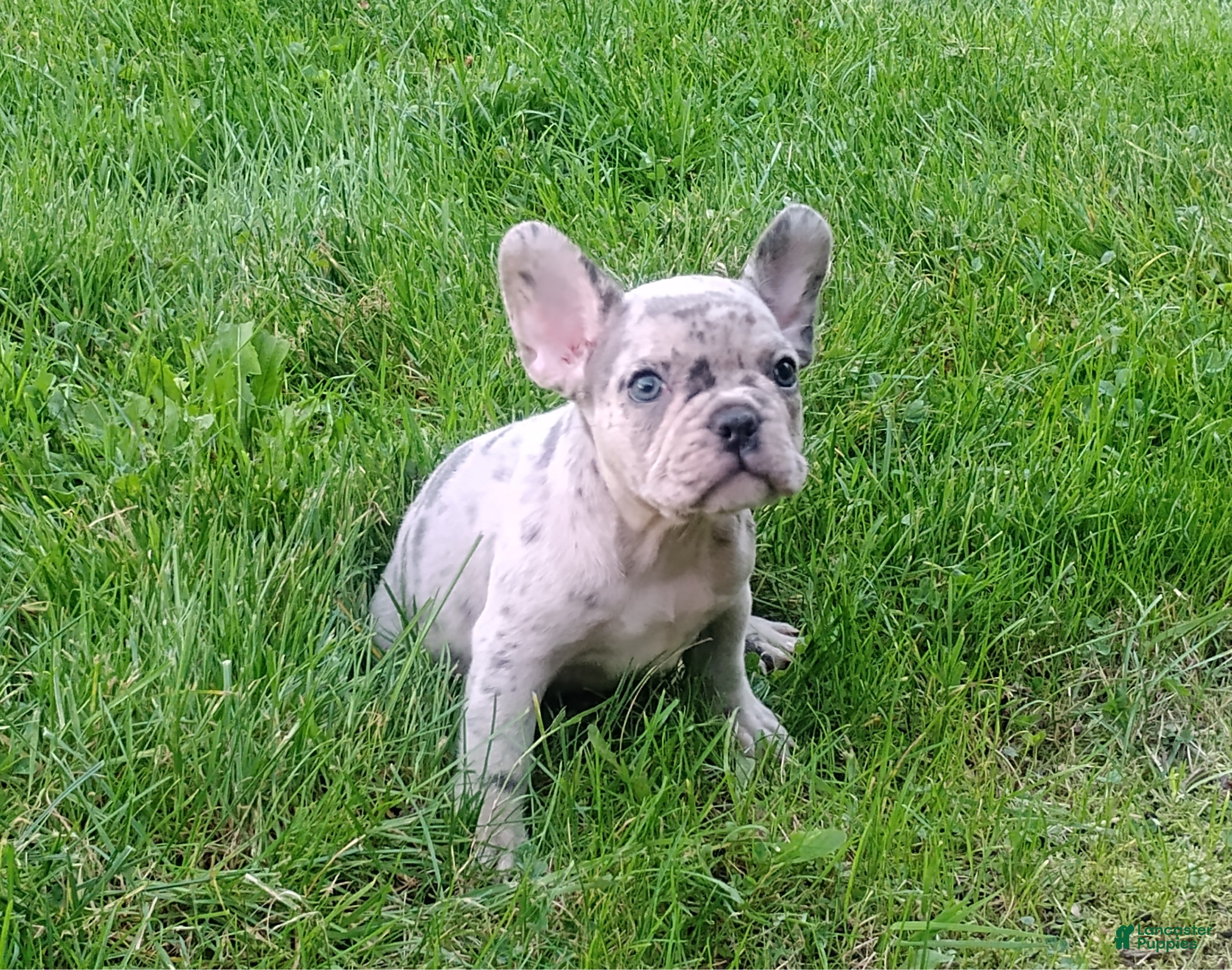 French Bulldog dogs for sale: Mason - Ad 2