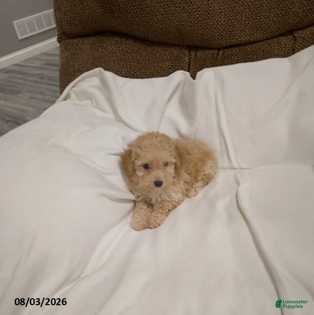 Havapoo dogs for sale: Eddie - Ad 1