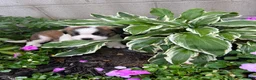 Saint Bernard dogs for sale: Saint Bernard 8 - Ad 3
