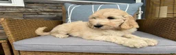 Goldendoodle dogs for sale: Violet  - Ad 3