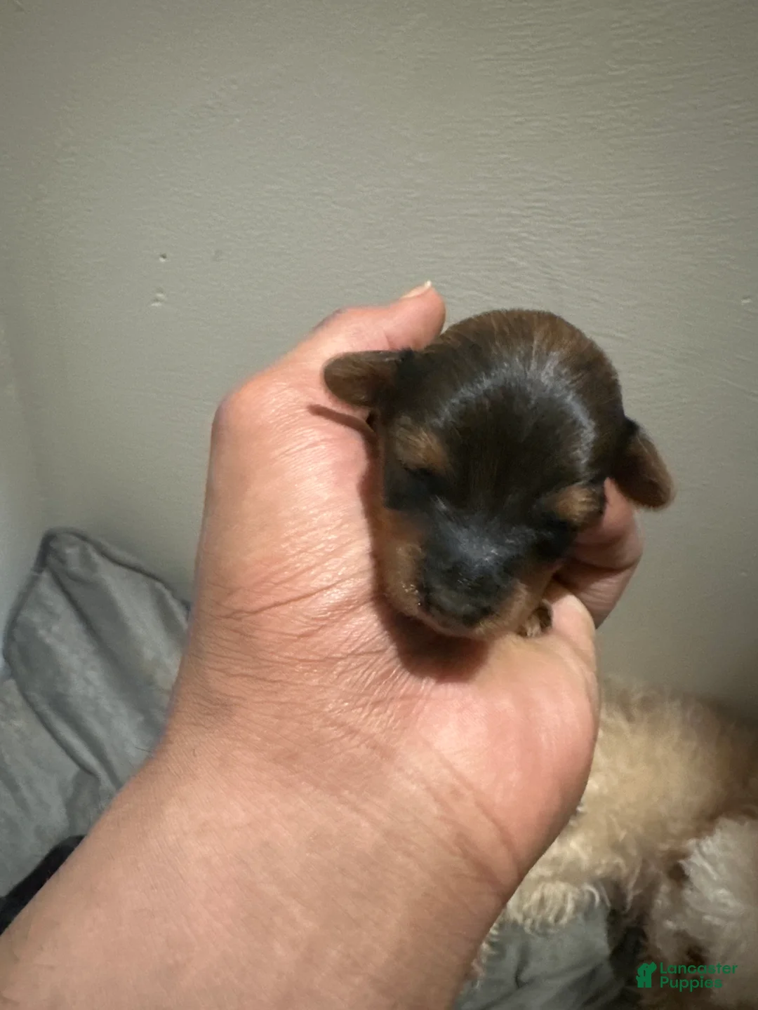 Yorkiepoo dogs for sale: Yorkiepoo Puppy 2 - Ad 1