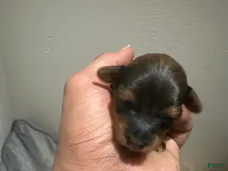 Yorkiepoo dogs Yorkiepoo Puppy 2 - Ad 7