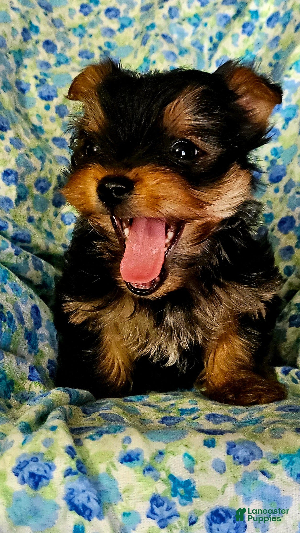 Yorkshire Terrier dogs Yorkshire Terrier Puppy 1 - Ad 2