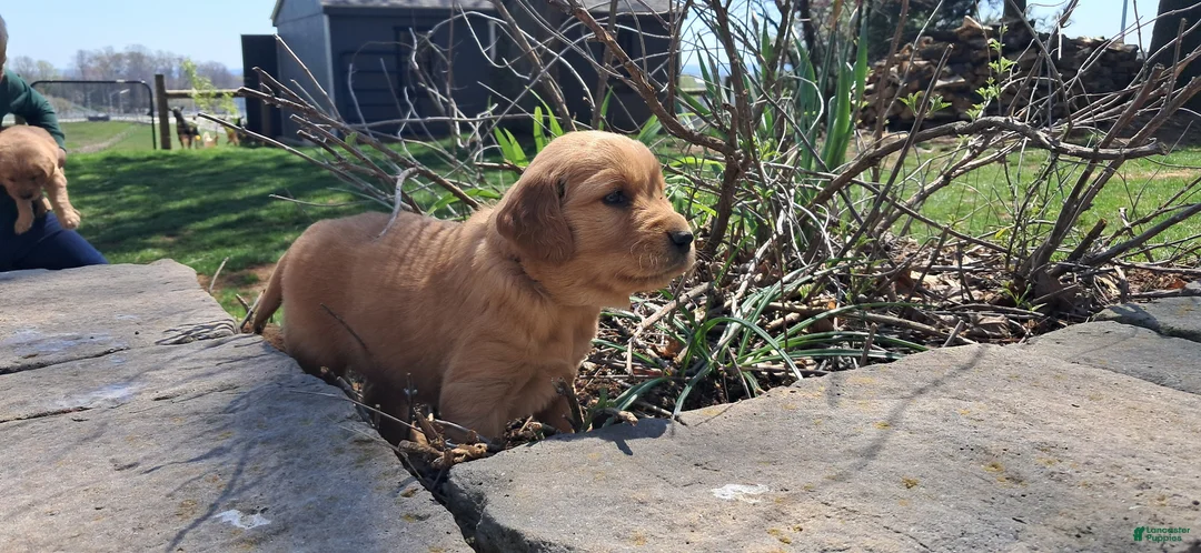Golden Retriever dogs for sale: Bowser - Ad 1