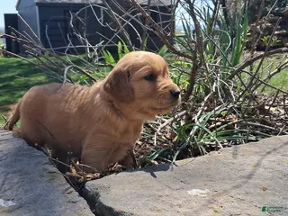 Golden Retriever dogs for sale: Bowser - Ad 2