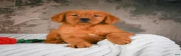 Golden Retriever dogs for sale: Bruno - Ad 7