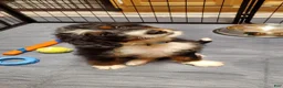 Mini Bernedoodle dogs for sale: Mini Bernedoodle 1 - Ad 1