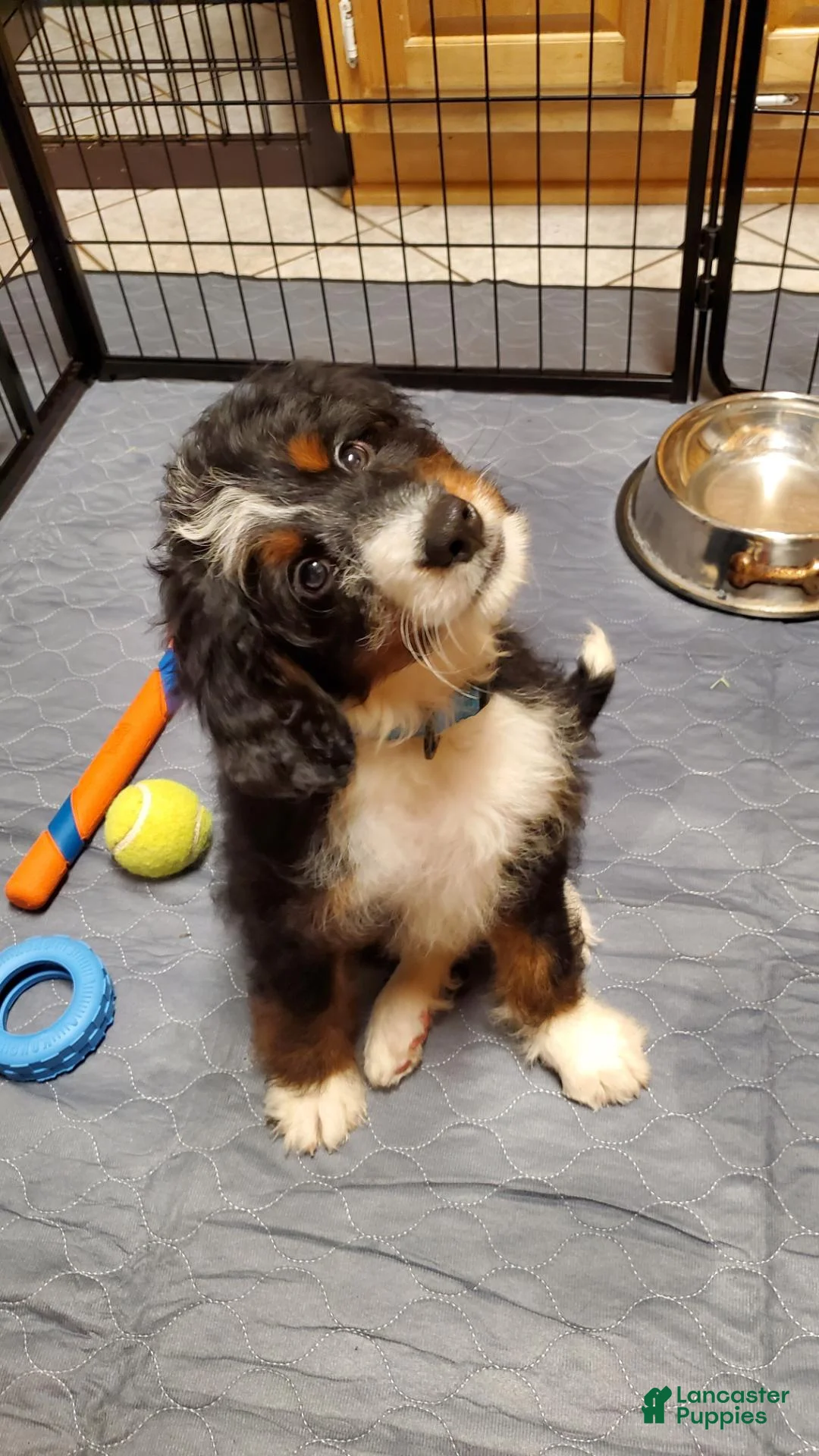 Mini Bernedoodle dogs for sale: Mini Bernedoodle 1 - Ad 1