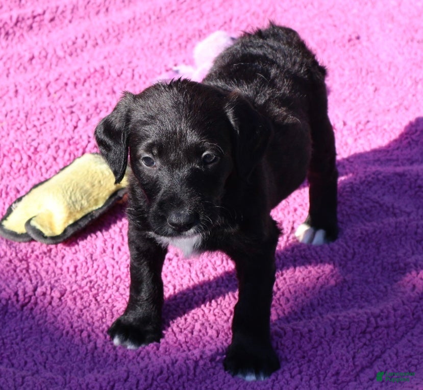 Labradoodle dogs Pepper - Ad 1