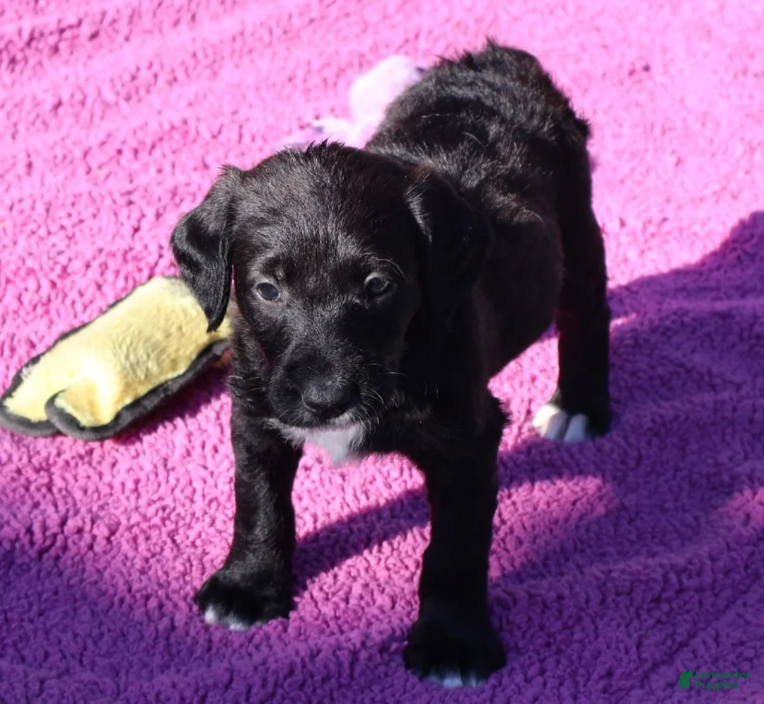 Labradoodle dogs for sale: Pepper - Ad 1