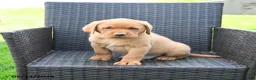 Labrador Retriever dogs for sale: Elsen - Ad 3