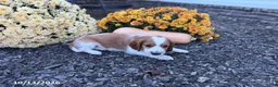 Welsh Springer Spaniel dogs for sale: Luna - Ad 4