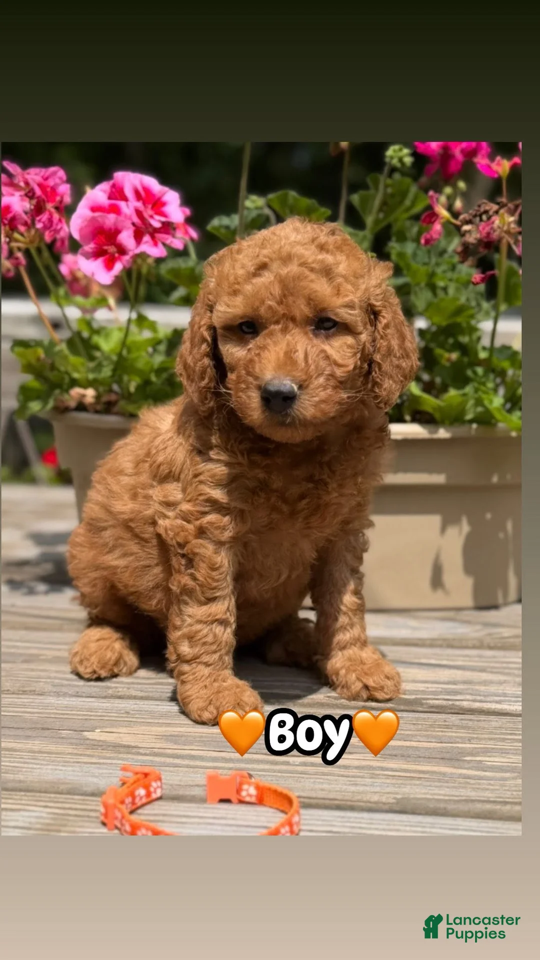 Mini Goldendoodle dogs for sale: Mini Goldendoodle 2 orange collar - Ad 1