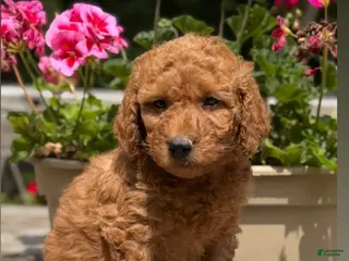 Mini Goldendoodle dogs for sale: Mini Goldendoodle 2 orange collar - Ad 4