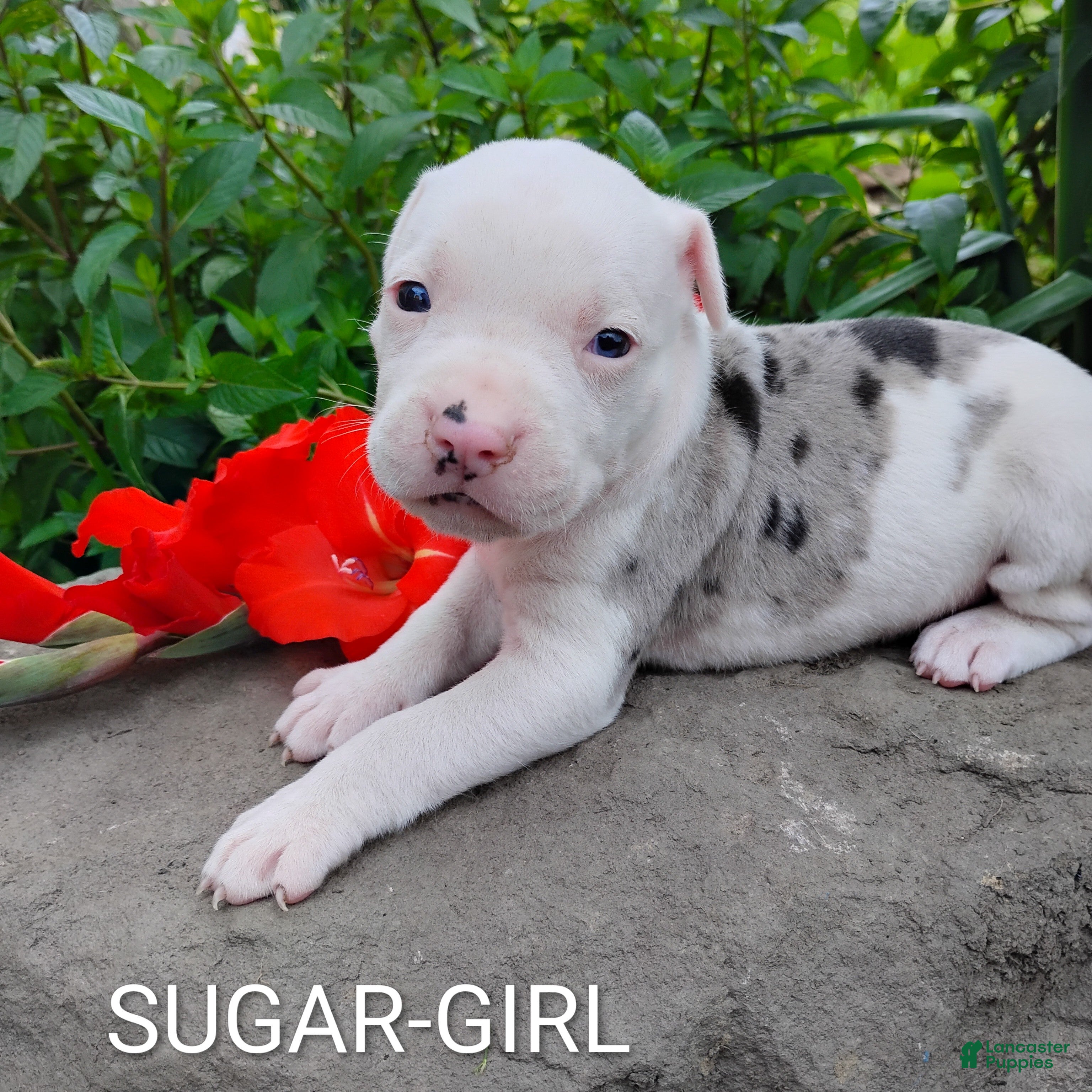 American Pit Bull Terrier dogs SUGAR - Ad 2