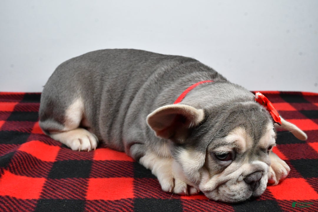French Bulldog dogs for sale: Captain  - Ad 3